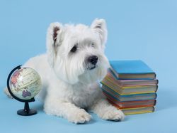 Tło, Biały, Niebieskie, Globus, West highland white terrier, Pies, Książki
